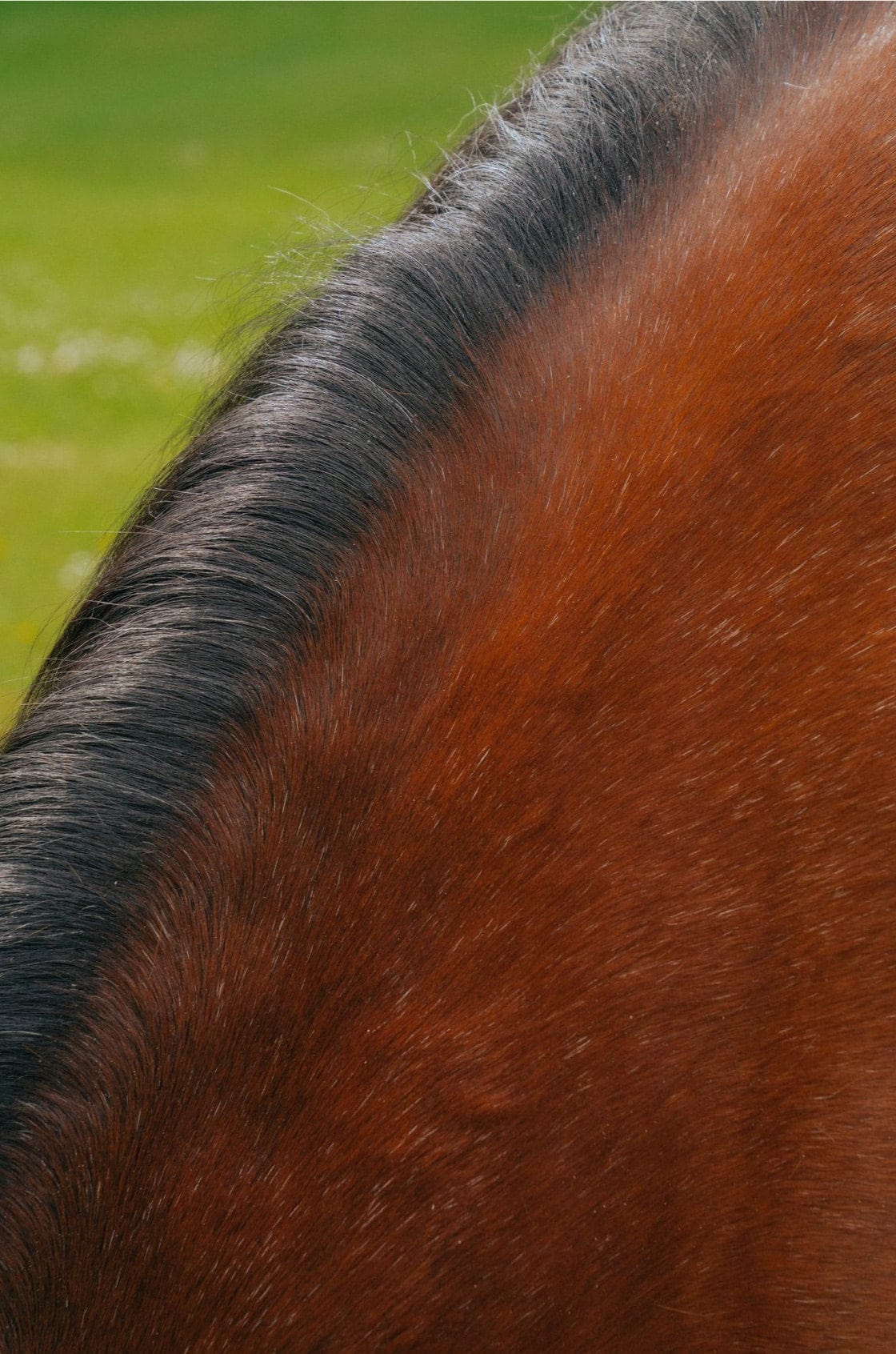 Saint & Sofia - Wonderland